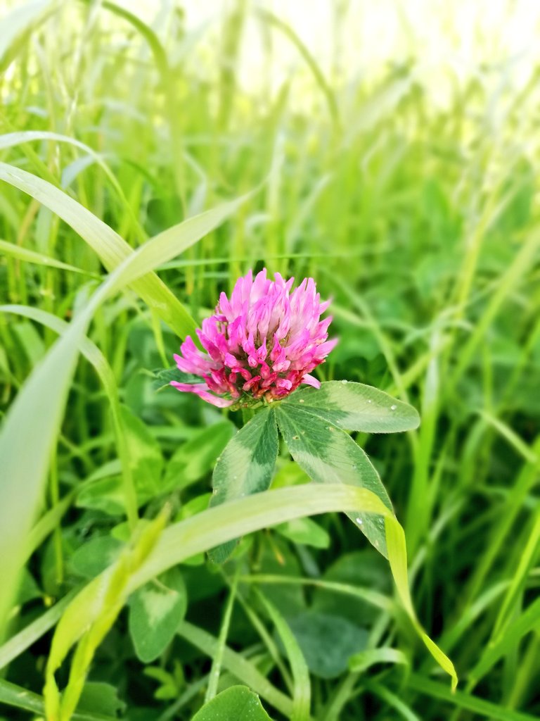 In this weeks #F4K read about @AHDB_Dairy North Devon’s SD farm & how they're ⬆️ #silage quality using #redclover, ⬇️artificial nitrogen & using organic manure. Their Holsteins now yield 11,500 L/yr with 4,000 L from forage, 4.4% bf and 3.6% pt🐄 📖ahdb.org.uk/news/enhancing…