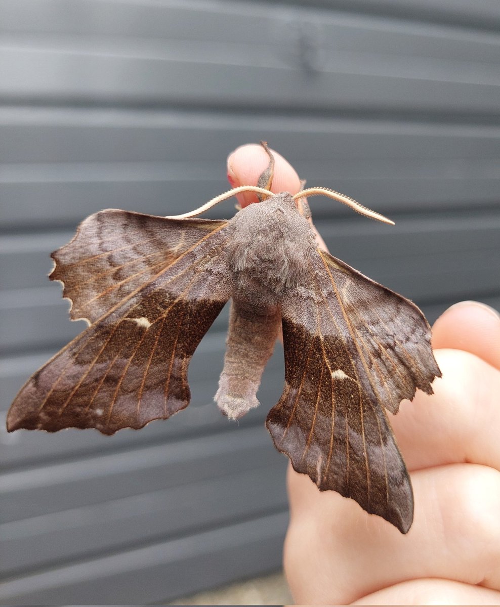 Great to find my first Poplar Hawk-moth in the trap this morning. It made my granddaughter's day too! #moths #mothing @SelseyBirder