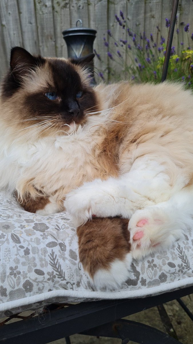 melissa5O5's tweet photo. #caturday 💕 https://t.co/uLc0tQ9083