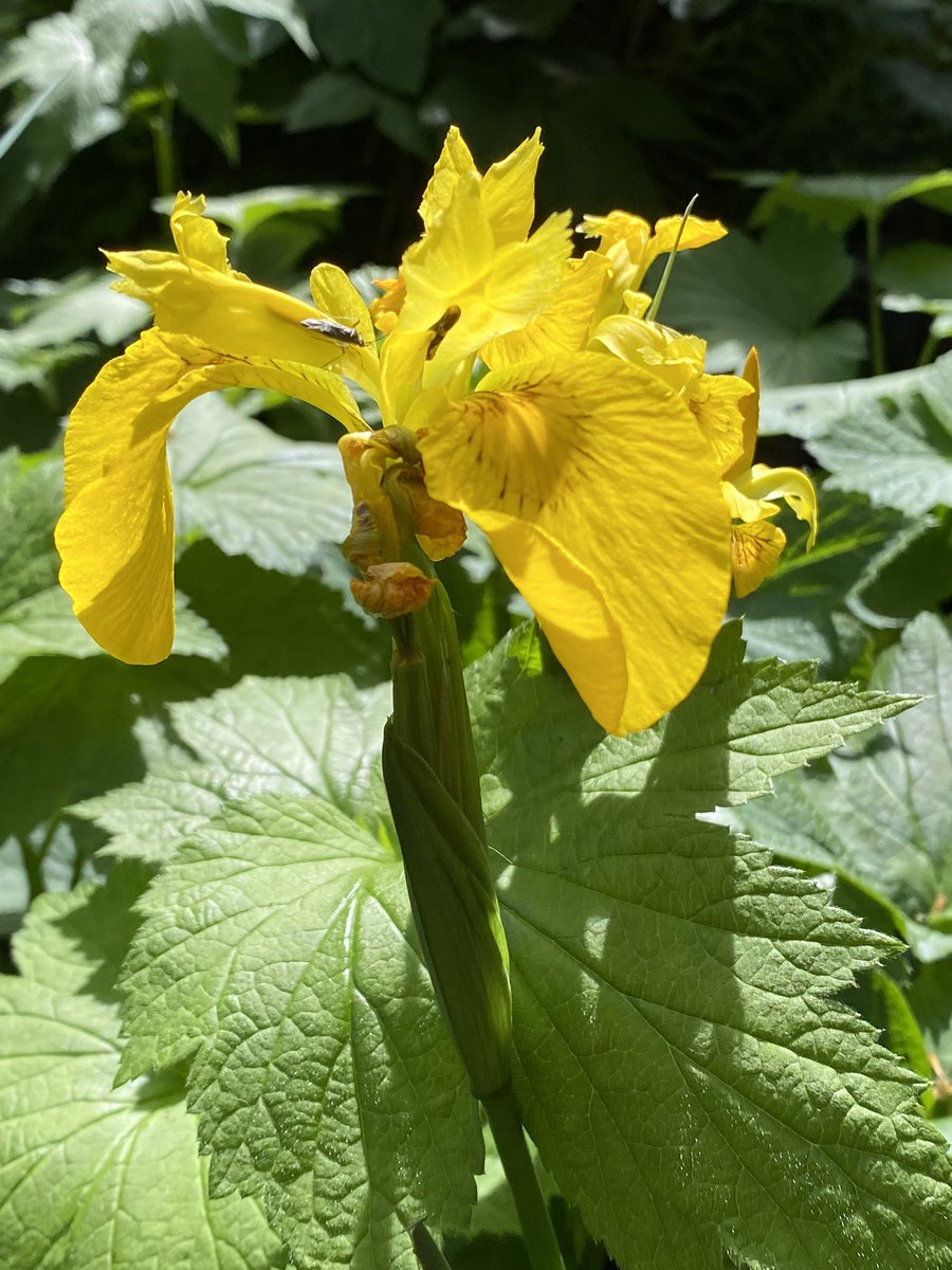 In the garden / Im Garten 2024/50 Iris pseudacorus Yellow flag or yellow iris / Sumpf-Schwertlilie auch Gelbe Schwertlilie