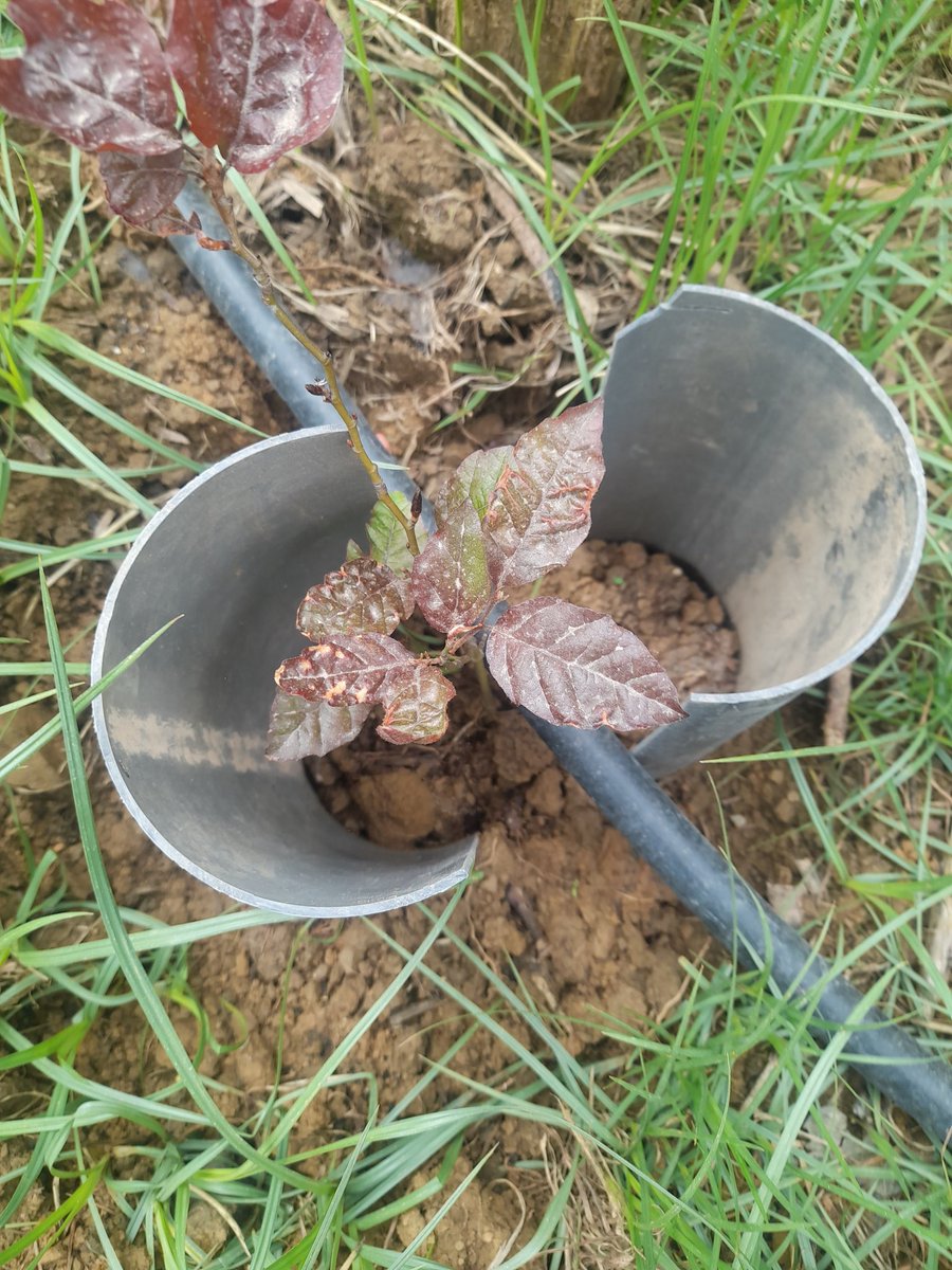 Fagus sylvatica var. atropurpurea