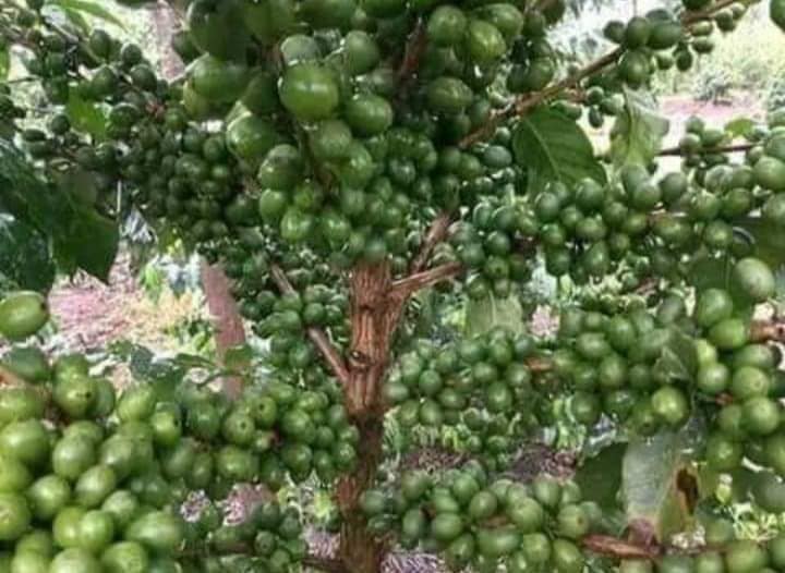 COMMERCIAL COFFEE GROWING IN UGANDA: Greetings from Greening Uganda. Did you know you can earn 12,000,000 Ugx (Twelve Million Uganda Shillings) per season from an acre of well looked after or managed coffee plantation, for more details, visit  greeninguganda.com/Products/Coffe…  OR visit us