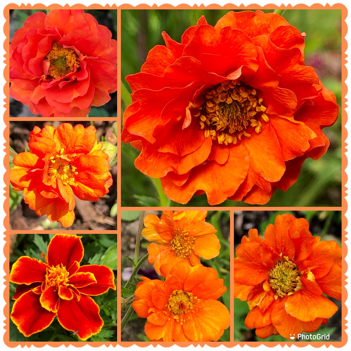 Orange is a winner in the garden right now🧡🧡geums & marigolds #SixOnSaturday #Orange #Geums #Marigolds #Flowers #MyGarden #Colourful #SaturdayVibe