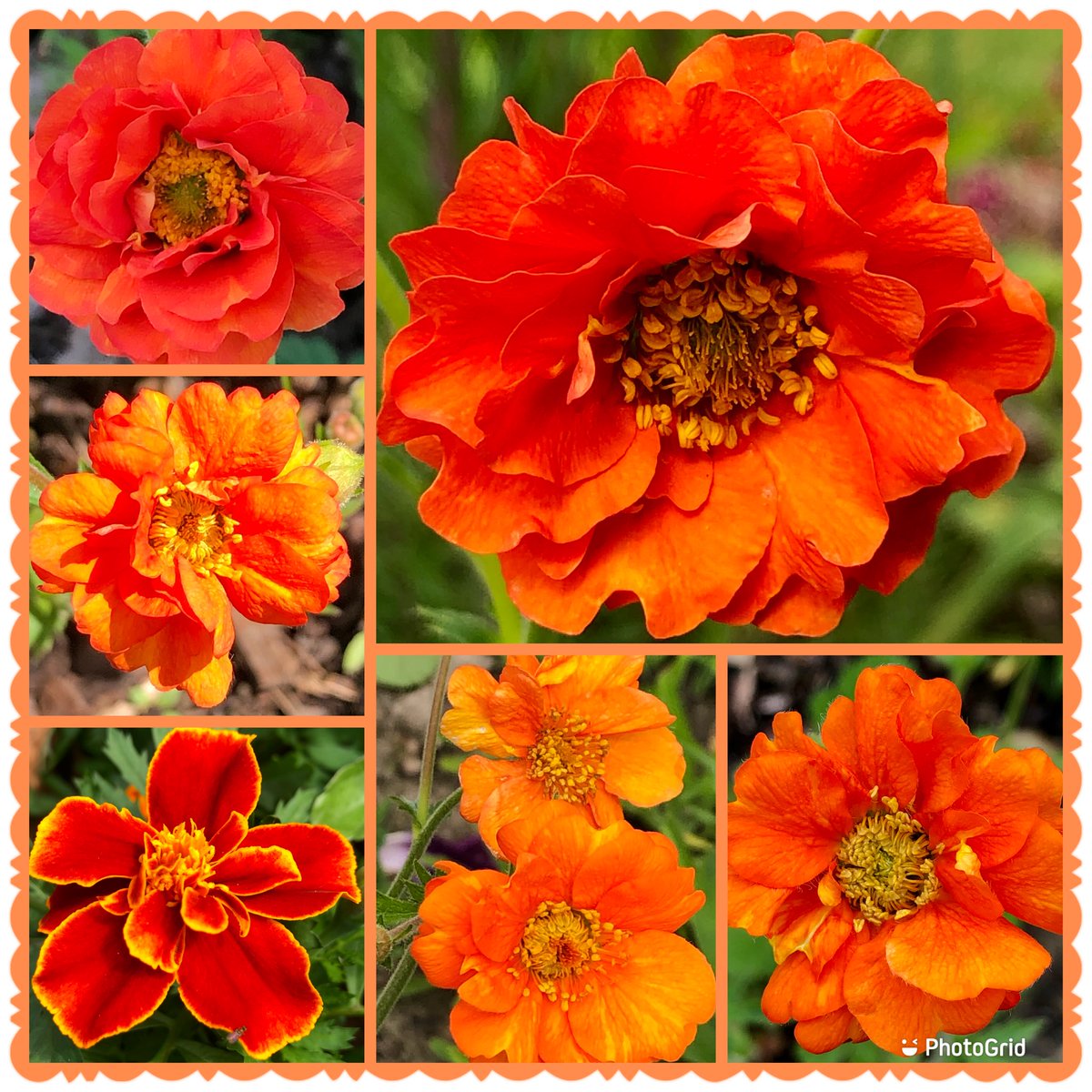Susiekeane41's tweet photo. Orange is a winner in the garden right now🧡🧡geums & marigolds #SixOnSaturday #Orange #Geums #Marigolds #Flowers #MyGarden #Colourful #SaturdayVibe https://t.co/yD7MtnBur3