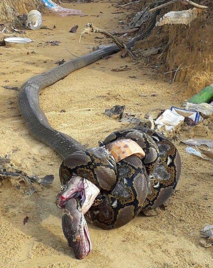 King cobra bites python. Python constricts cobra. Cobra gets crushed to death. Python dies from the cobra’s venom. 🤯