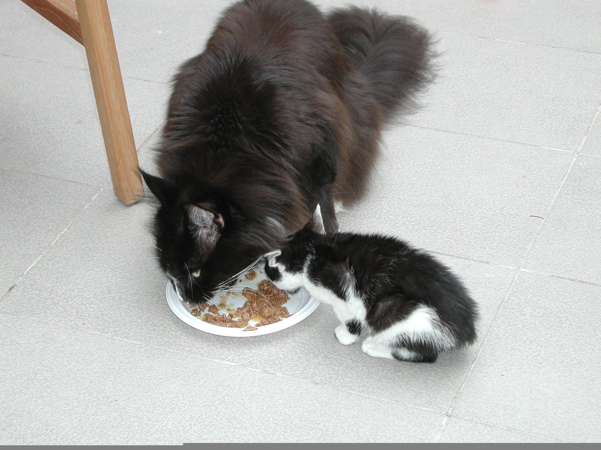 Good morning, friends, and happy #Caturday! It's a sunny morning here, but it threatens to turn into a storm in the afternoon. ☀️⛈️I found this old photo on Mum's computer, my preferred one: my Daddy Uddy sharing breakfast with me.💞💞 #CatsOnTwitter #CatsofTwitter