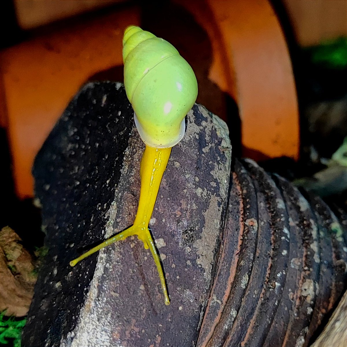 scolove85's tweet photo. Edentulina obesa
The killer Snail 😎 https://t.co/SBbO2yOQHZ