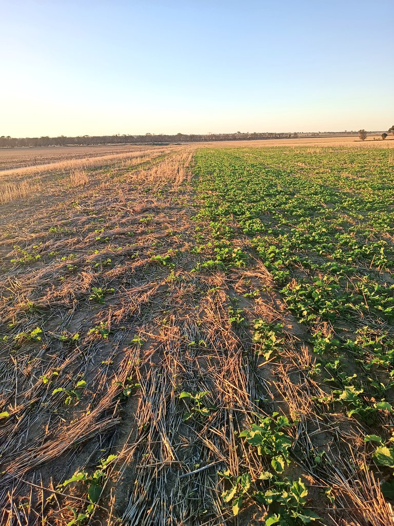 I'd nearly finished canola and on 1 end pass I upped the rate in the liquid tank. This is a white sandy loam with some non wetting issues
Left got 2.5l se14 @ 65l/ha,Right got 6.25l/ha se14 @ 150l/ha. Serious difference in germination and growth.
