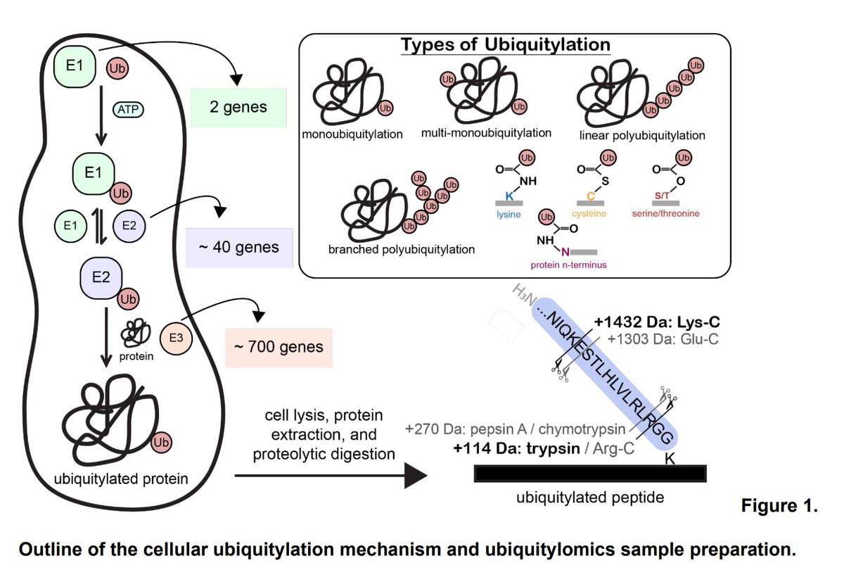 Mass spectral feature analysis of ubiquitylated peptides provides insights into probing the dark ubiquitylome biorxiv.org/content/10.110…

---
#proteomics #prot-preprint