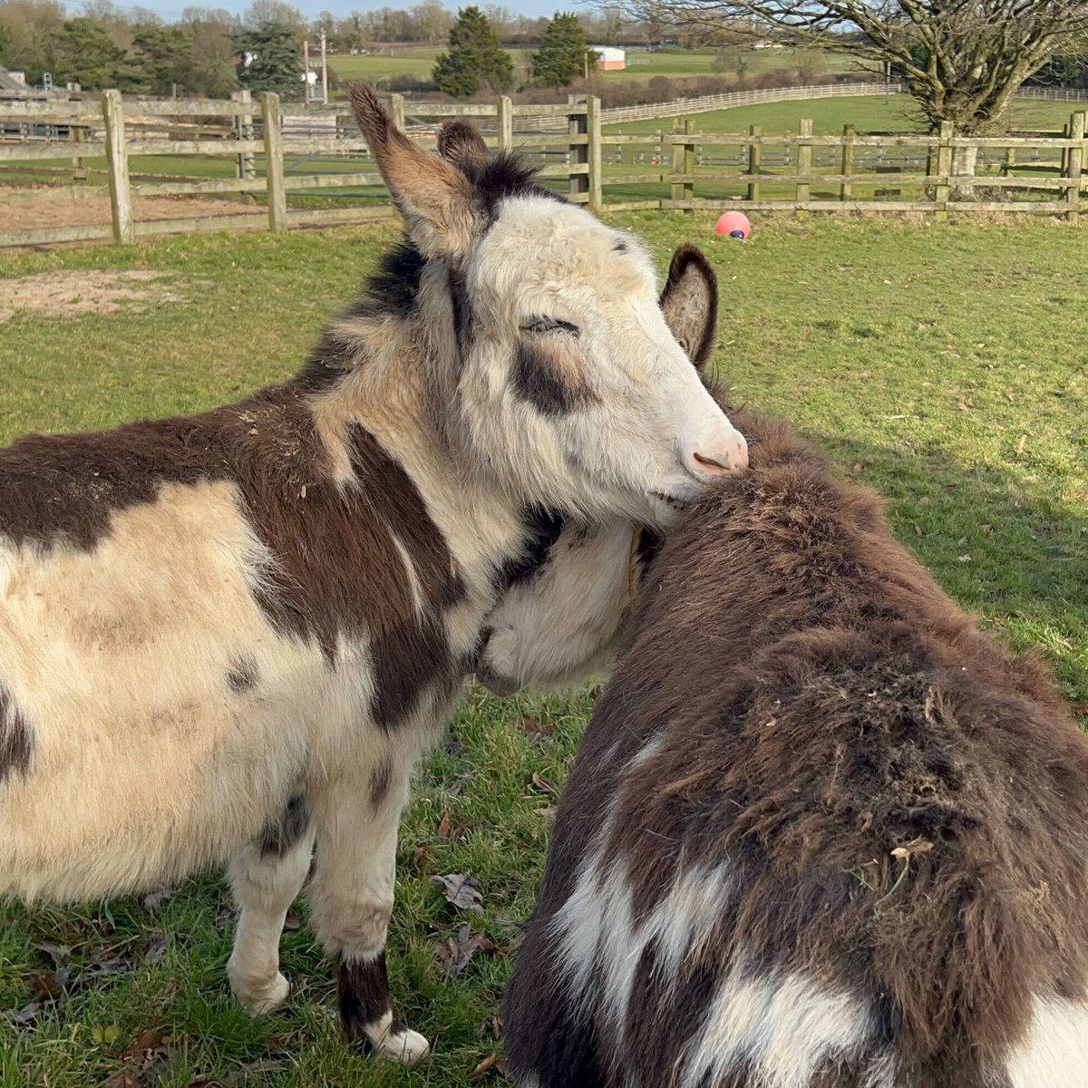 Adoption donkey Drizzle and her friend Tornado enjoying some quality time! 🥰