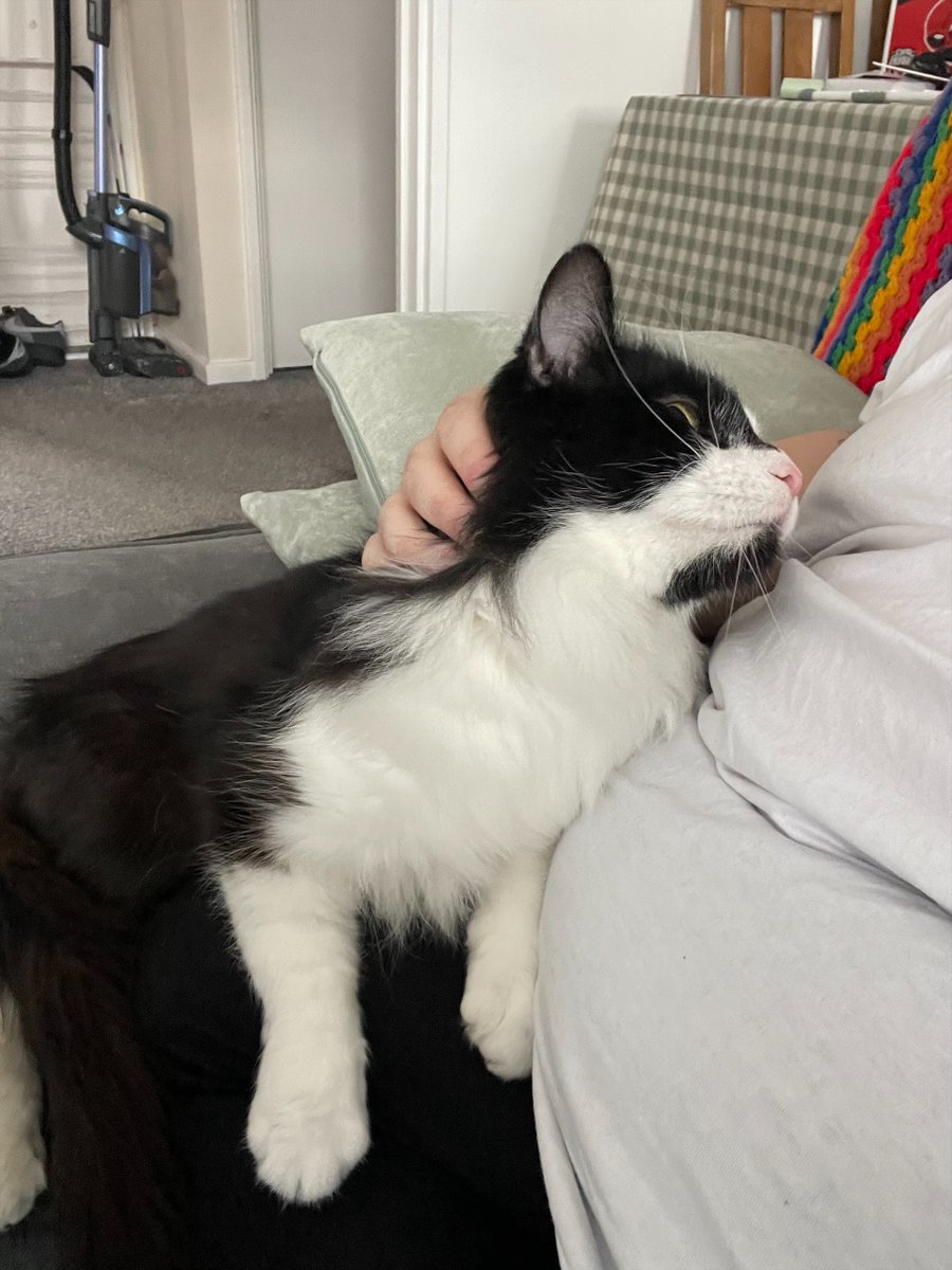 It’s a happy ending for @CPTynesideAC's Bowie who was waiting for over 100 days in care. Bowie was stressed in his last home due to fear of the family dogs, but now he’s healthy and thriving in his new home!