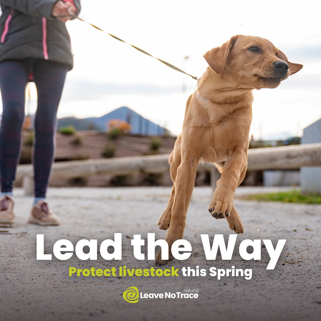 With warmer weather, it's great to get outdoors & enjoy walks in the countryside with our dogs. Keeping dogs on a leash or within sight helps prevent stress or harm to livestock, promoting harmony between pets & rural communities. #ProtectLivestock #ResponsiblePetOwnership 🌱🐑