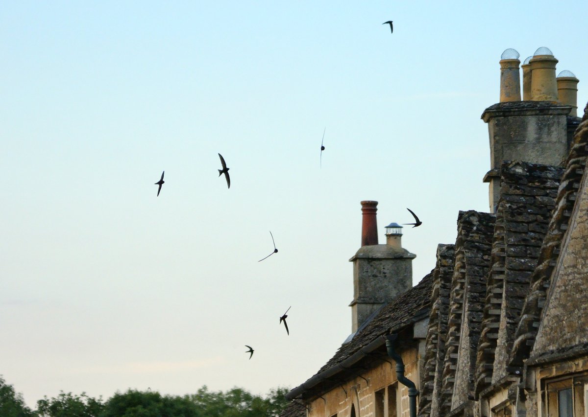 📢 Calling Stafford residents... Do you have swifts in your street? If so you could help @WestMidBirdClub monitor breeding sites. Read this guest blog from the group to learn more & find out how you can get involved.⬇️ orlo.uk/u5AIx 📷 Swifts at dust - Nick Upton