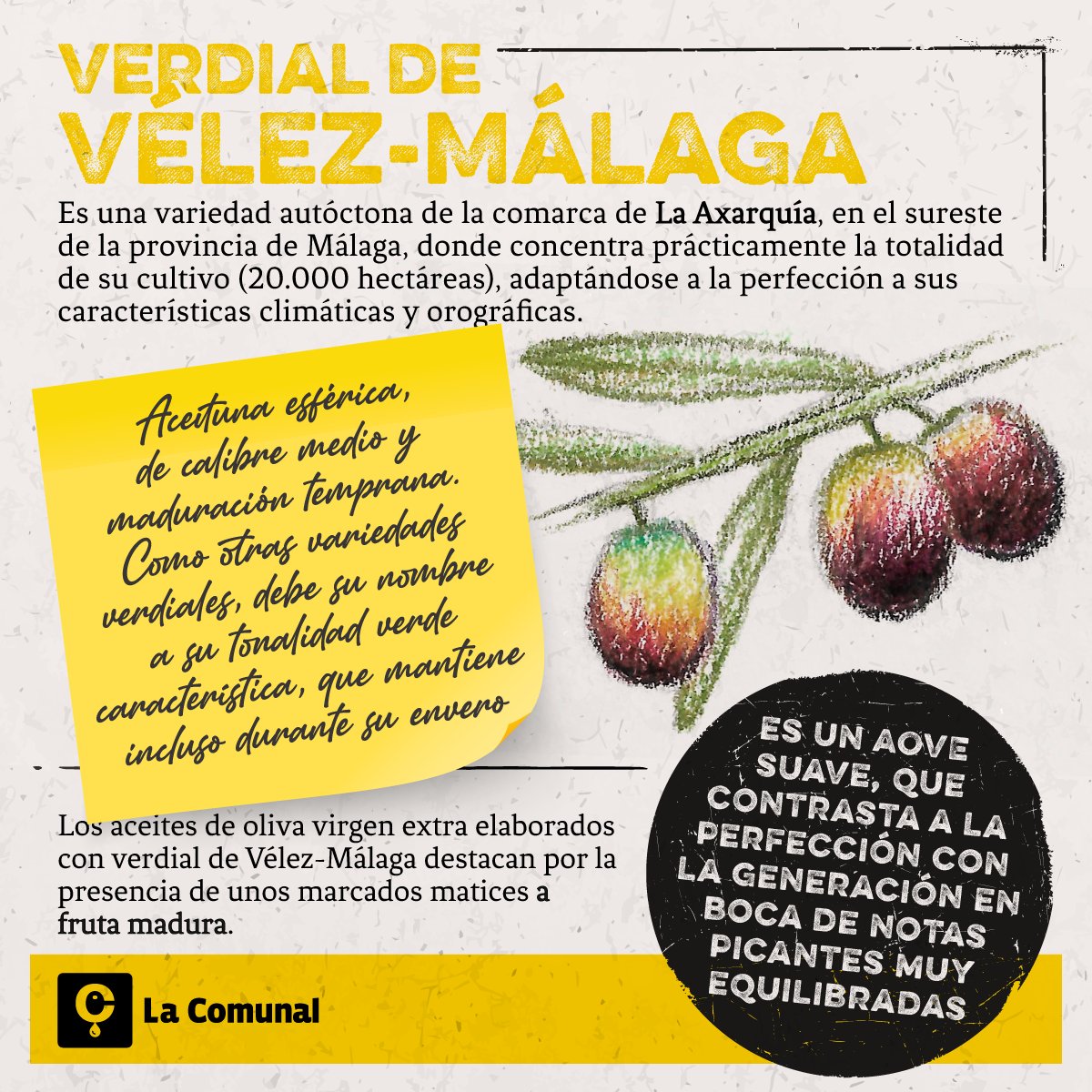 El #AceitedeOliva Virgen Extra elaborado a partir de aceitunas #VerdialdeVélezMálaga 🫒 es, sin duda, uno de los principales tesoros gastronómicos de la comarca de La Axarquía.

Este #AOVE destaca por su suavidad, sus perceptibles notas a fruta madura y su equilibrio en boca.