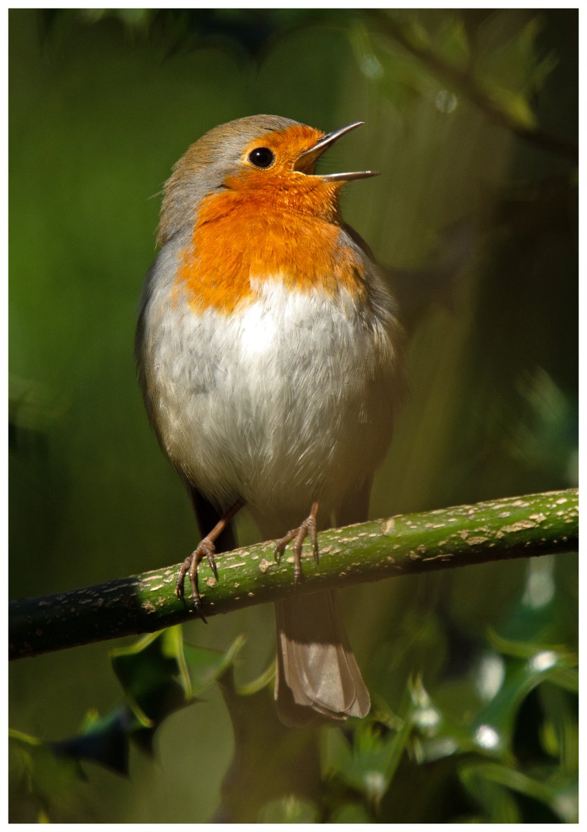 Happy Sunday! #TwitterNatureCommunity #birdphotography #birds #NaturePhotography #BirdsOfTwitter @Natures_Voice
