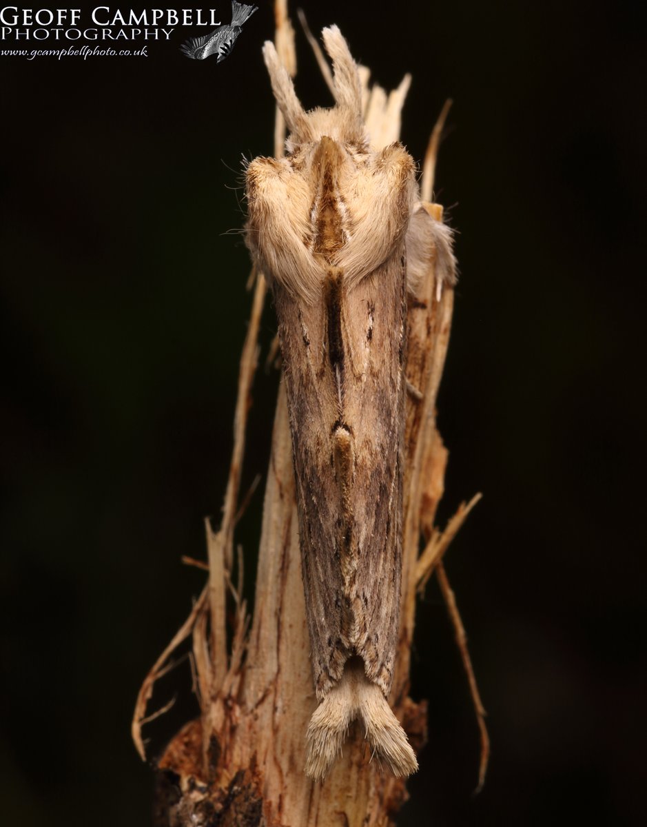 Pale Prominent (Pterostoma palpina) - North Antrim, May 2024. A wonderfully bizarre moth. #moths #mothsmatter #teammoth @UlsterWildlife @BCNI_ @savebutterflies