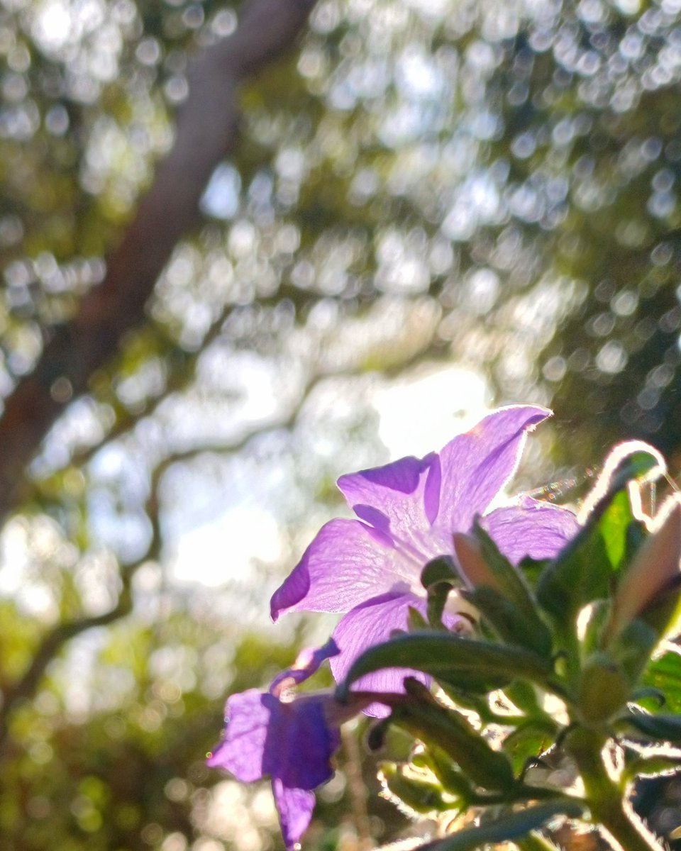 Autumn sunshine 🌸✨️

#weekendfeeling #flowersofinstagram #natureabstract #autumnvibes #wheretheskymeetstheland 

instagram.com/p/C7Gq2CcNQ_F/