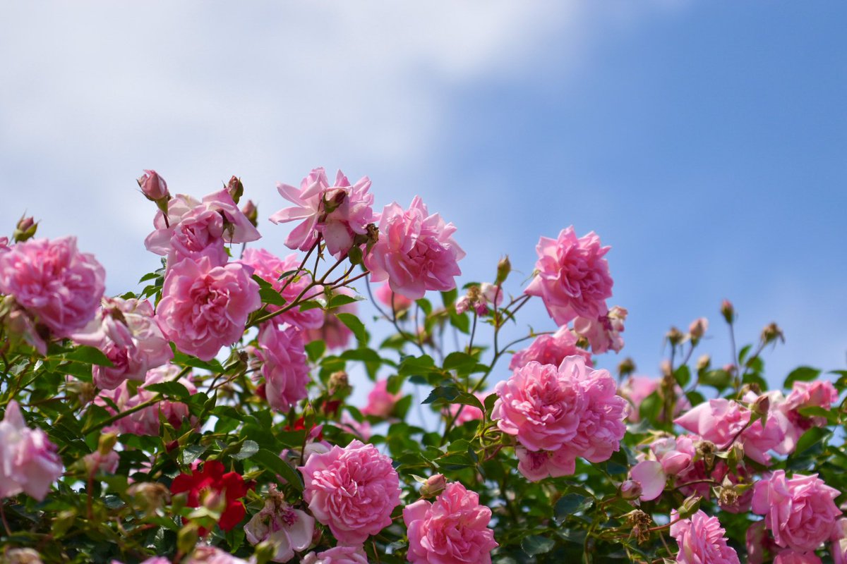 心を落ち着かせたくてお花を撮りに行ってきた🌹📸

#浜松市 #三遠ホームタウン #5月の思い出