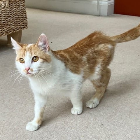 Nala first arrived in February a little worse for wear. She had some scabs on her body caused by moderate dermatitis. She was also underweight and in general need of TLC. After a few months of loving care, Nala is now ready to find her forever home! 💜 themayhew.org/cats/nala/.