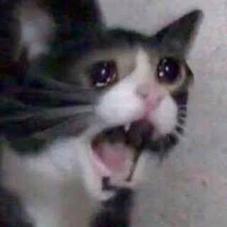 23% опрошенных родителей признались, что любимчики у них есть, причем 56% из них в качестве любимчика выбрали именно младшего ребёнка