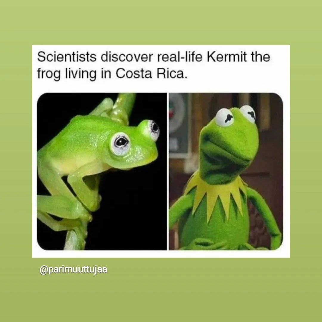 #Kermit #CostaRica
