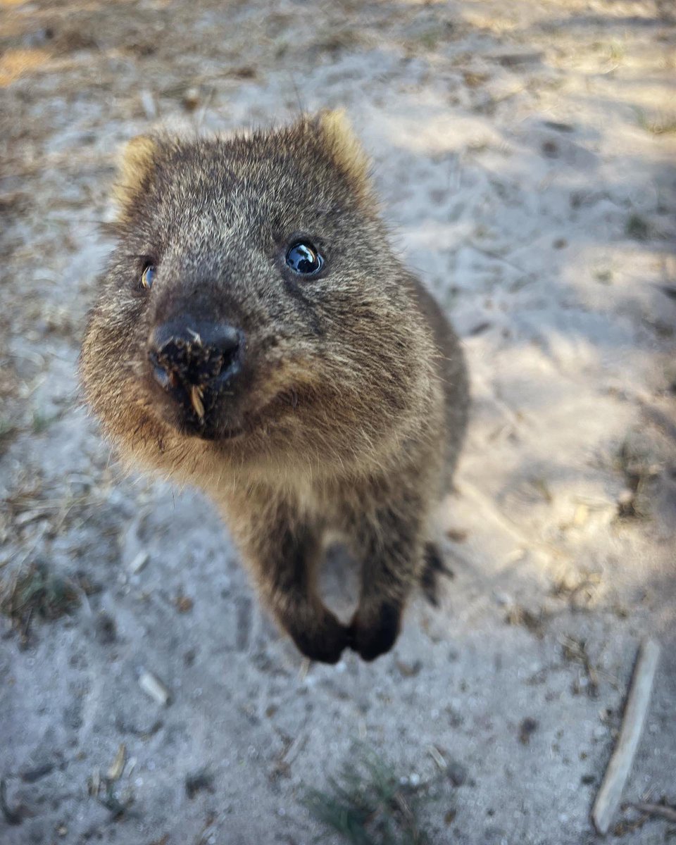 There are 8000 Quokkas on Rottnest Island but this one is clearly the friendliest! The young are born 27 days after mating and a female matures sexually after 18 months. If they live for an average of 10 years, what is the maximum number of joeys (offspring) a Quokka can produce?