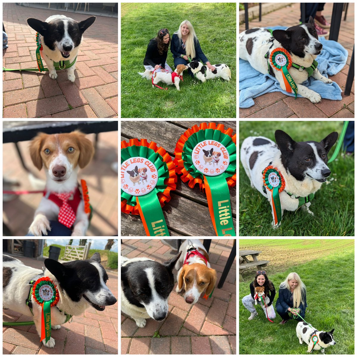 Little Legs Club first meeting yesterday afternoon 💚🧡 Iz Whizz and Sid… the start of a beautiful friendship 😊 Two dogs who were both in rescue, now adopted and adored forever. @Emma__Green__ @harbinshs @FerneAnimalSanc #saturdaymotivation #rescuedogs #adoptedadored