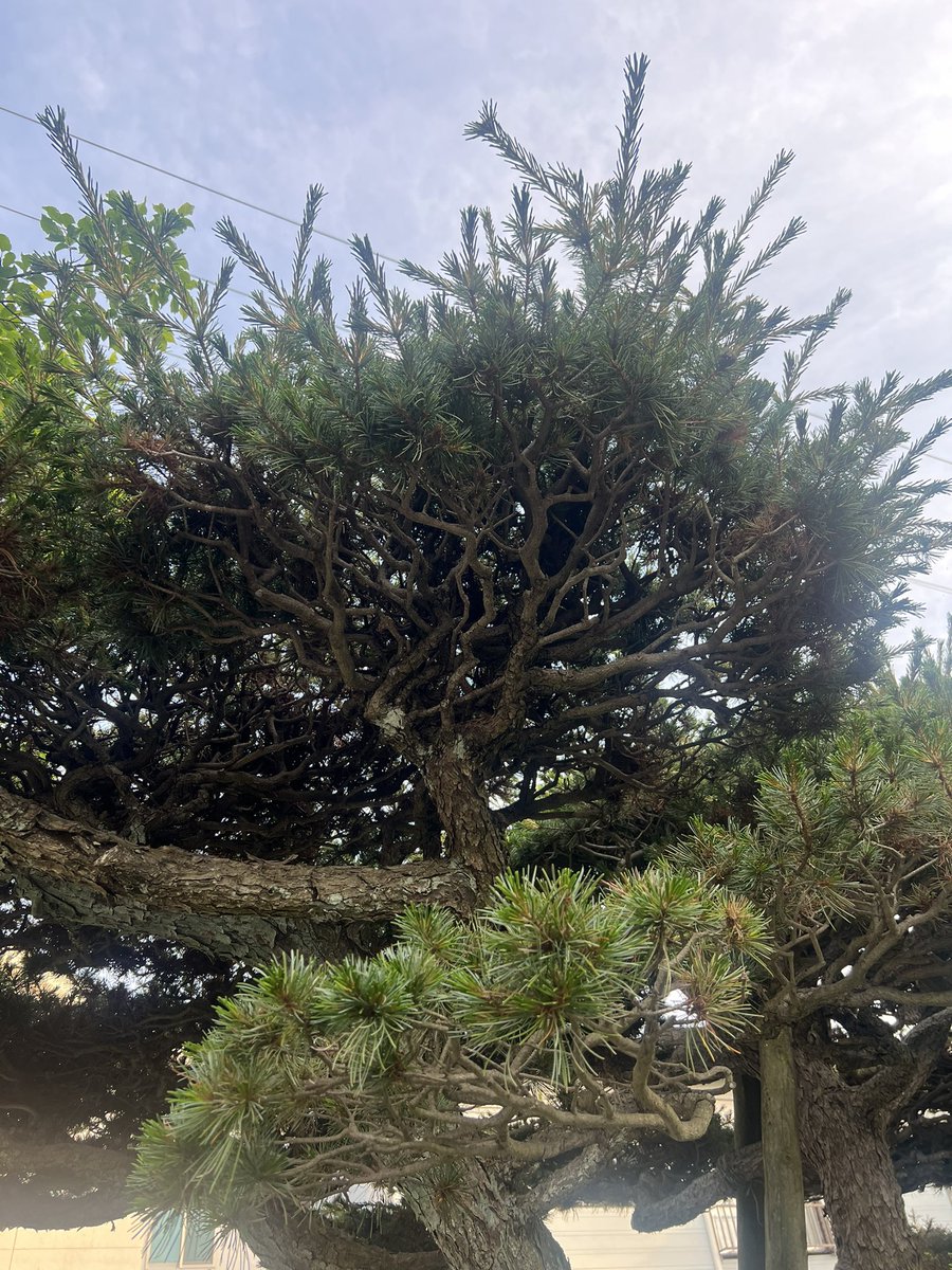 Vlad :: gwer tweet media