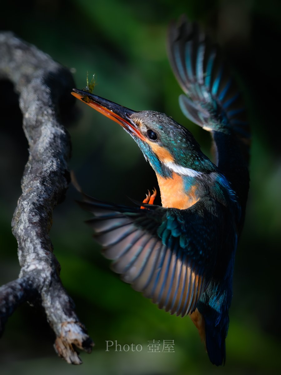 モチのロンで美しすぎるカワセミも撮ったよ👍️
#Nikon
#nikoncreators
#Z9
#ゴーヨン
#私とニコンで見た世界
#野鳥撮影
#カワセミ
#Kingfisher