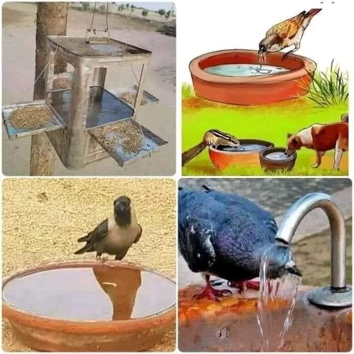 گرمي ۾ ھزارين پکي پاڻي نہ ملڻ جي ڪري اُڃ  مريو وڃن ٿا ، ڪوشش ڪريوپنهنجي گهر ۾ پکين لاءِ پاڻي رکو ،ٿئي سگھي ٿو هي ننڍڙي نيڪي قيامت جي ڏينهن ڪم اچي وڃي