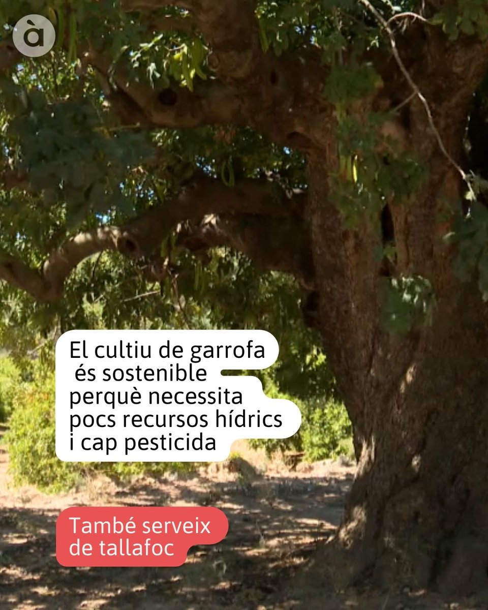 🌳Esta setmana, en #LaViaVerda, hem descobert un projecte que pretén recuperar el cultiu de la garrofa. Aprofitem el reportatge per a revisar algunes de les dades més curioses d'este llegum autòcton. ▶️Recupera el reportatge sencer ací ⬇️ web.apunt.es/via-verda-16-05