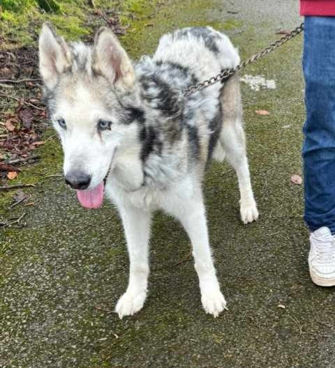 URGENT PLEASE SHARE TO HELP FIND A FOSTER OR FOREVER HOME FOR THIS HUSKY, CURRENTLY IN SOUTH #WALES #UK Can anyone help foster or adopt an 11-12yr old husky owner has had 10yrs but new landlord says he's too big for permission to stay in the house never seen a vet so rescue will