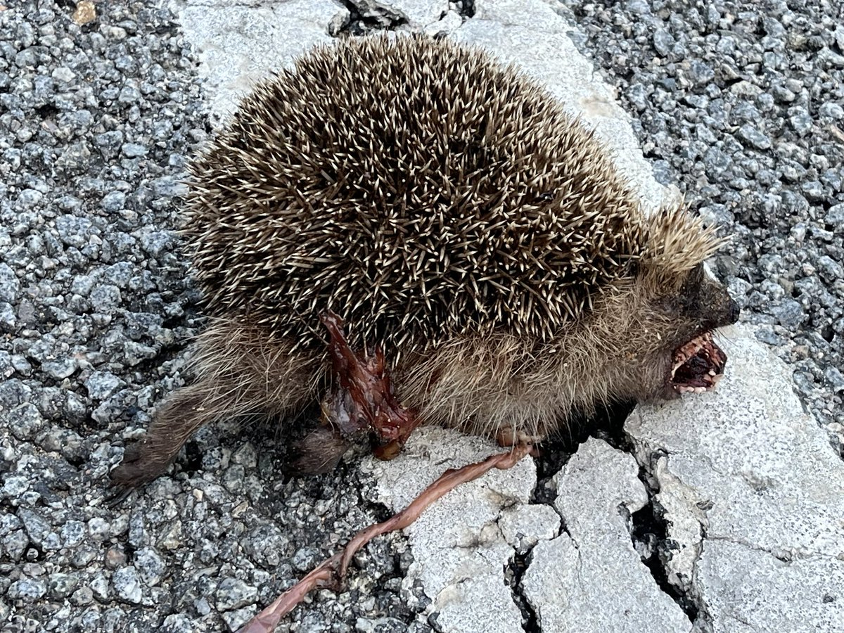 Quan més humanitzada una zona més ‘defaunada’, encara que no volguem nostres activitats i infraestructures provoquen unes taxes de mortalitat que rebaixen les abundàncies de fauna i arriben a extingir localment especies. Al Vallès l’eriçó clar, el mussol, àligues, escurçons,…