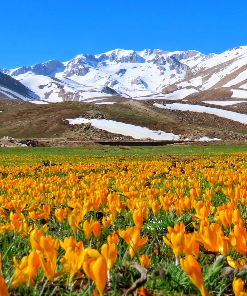 Good morning☀️🌿🏔️🍰☕️ Happy Saturday🌷🌼🩵💛🍃📸Geyik Mountain,Türkiye #Buongiorno #BuenosDias #18may #18maggio #arte #art #günaydın #NaturePhotograhpy #nature #natural #SaturdayMorning #CoffeeTime #HappyWeekend #AnimalLovers #GoodMorningEveryone #WeekendVibes #BeKindAlways