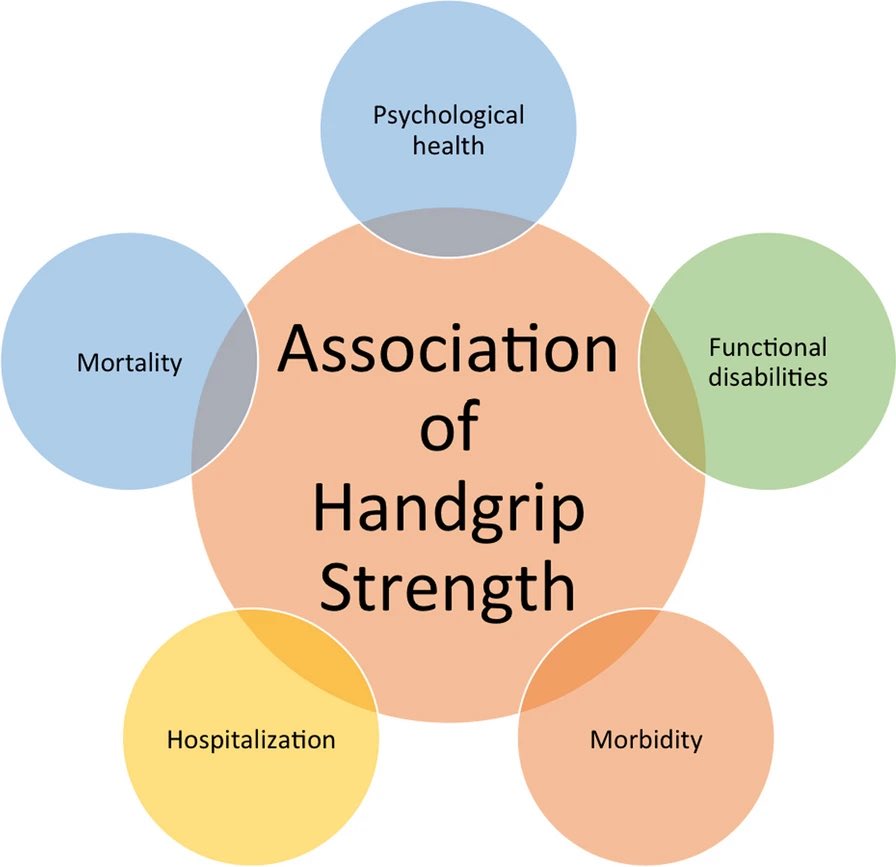 Hand grip strength (HGS): a new vital sign of health? HGS ▶️important biomarker of health ▶️identification of diverse health issues throughout the lifespan ▶️potential as a new vital sign Associations of hand grip strength with health-related metrics👇🏼 jhpn.biomedcentral.com/articles/10.11…