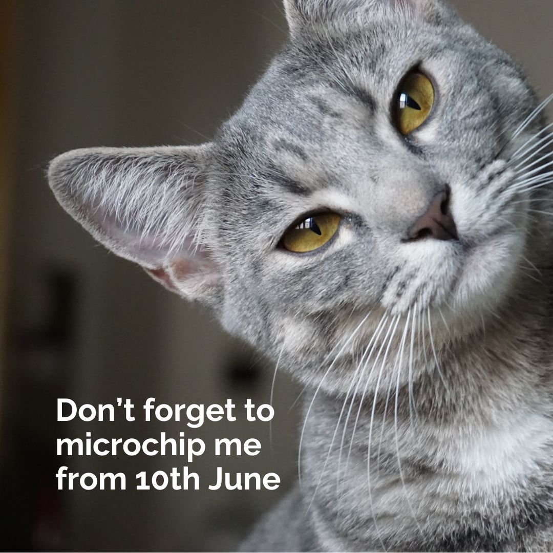 To all cat owners. From 10th June 2024, microchipping your #cat will become compulsory.

This new legislation will make it easier for strays or lost cats to be reunited with their owners.

#caturday #catlovers #catoftheday #catmicrochipping #catowners #microchipping