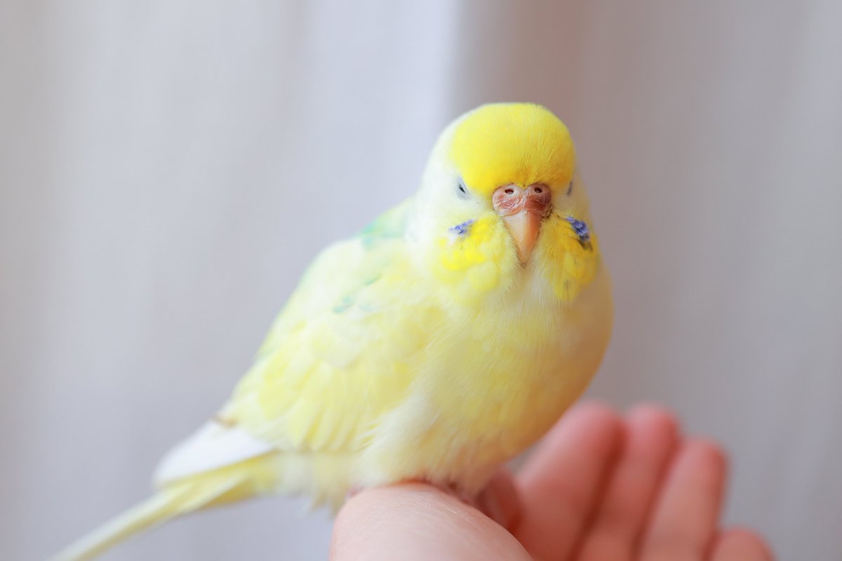 らむちゃんは過去に一緒に暮らしてきたインコちゃんの中でも断トツで温厚な子🐥🩵💛 怒らないし絶対噛まない🥹とってもマイペースで遊んでたと思ったら手の上で寝ちゃう😪 あと1人で遊ぶのが好きなのに見てないとお部屋に帰っちゃうとこが可愛い🥰