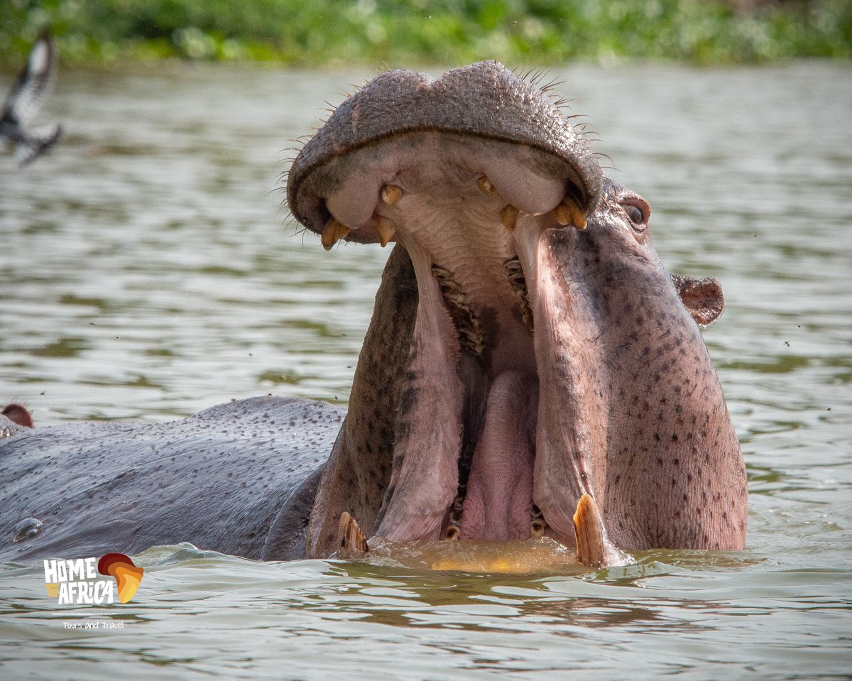 The weekend is going like 🥱🦛

#ExploreUganda #hometoafricatours #VisitUganda #hippo