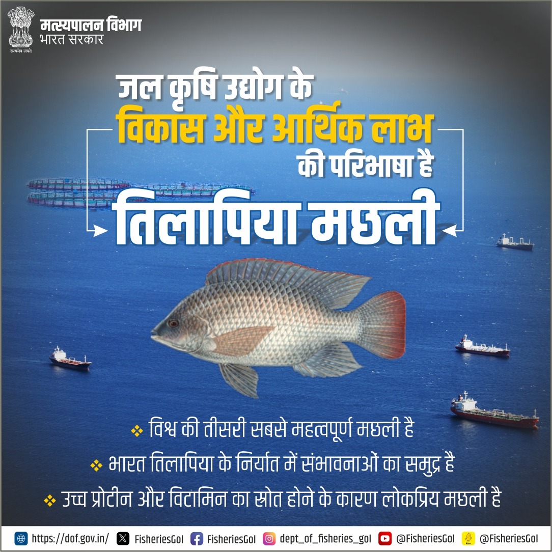FisheriesGoI's tweet photo. वैश्विक जलकृषि के लिए तिलापिया मछली एक उपहार है, तिलापिया लोकप्रिय समुद्री खाद्य उत्पादों में से एक है.
#TilapiaFish #Aquaculture #GlobalAquaculture https://t.co/wxxCaibn8Z