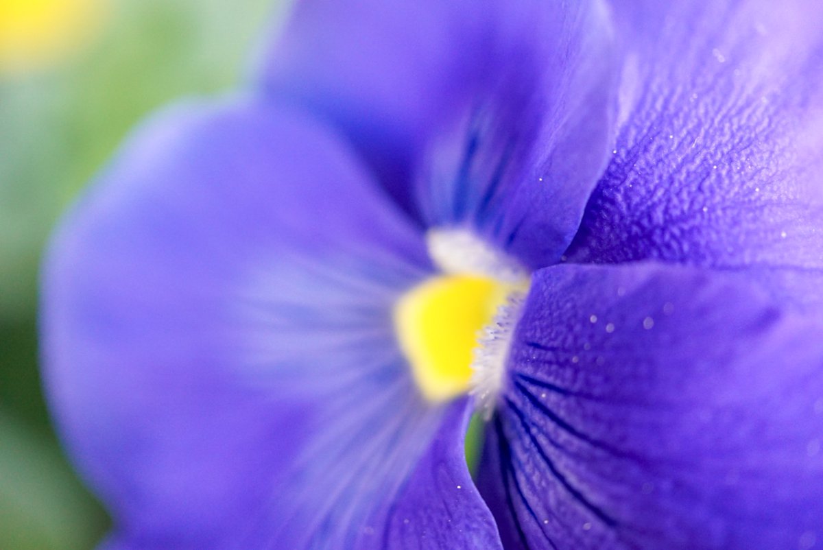 マクロレンズわかってきた