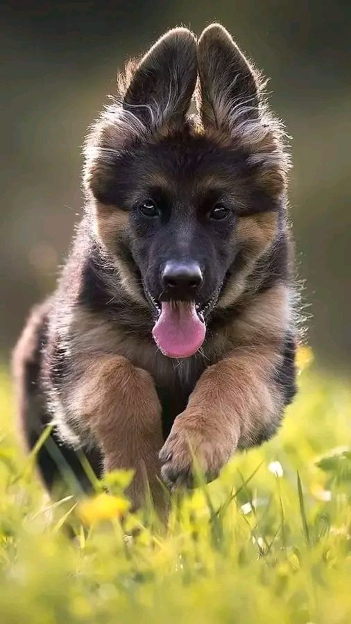 Cutest puppy 🥰 #germanshepherd #gsd