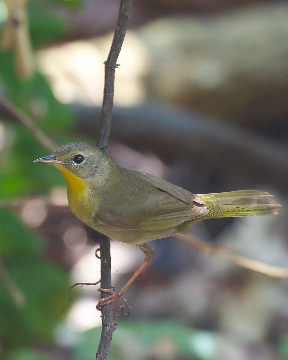 #Bird: Common #Yellowthroat (f)

#Canon Gears
#Audobon
#BirdsSeenIn2024 #birdwatching #birdphotography #wildlifephotography  #canonphotography #TwitterNatureCommunity #nature #photographyoftheday #birdtonic  @CanonUSAimaging
@natgeowild #wildlife #BirdsOfTwitter
#florida