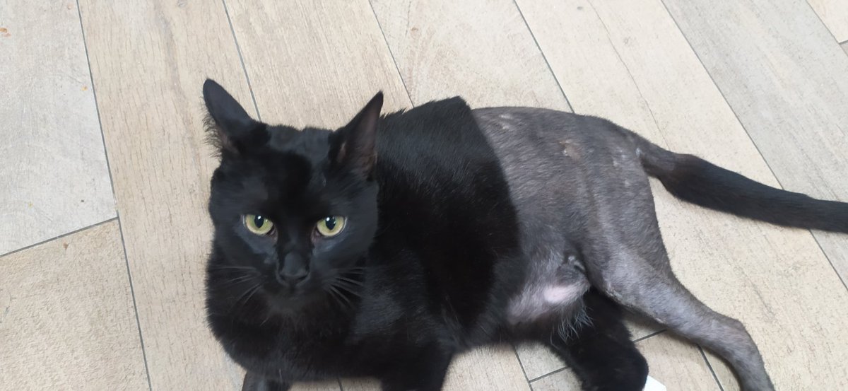 Suhana Ahmed tweet media