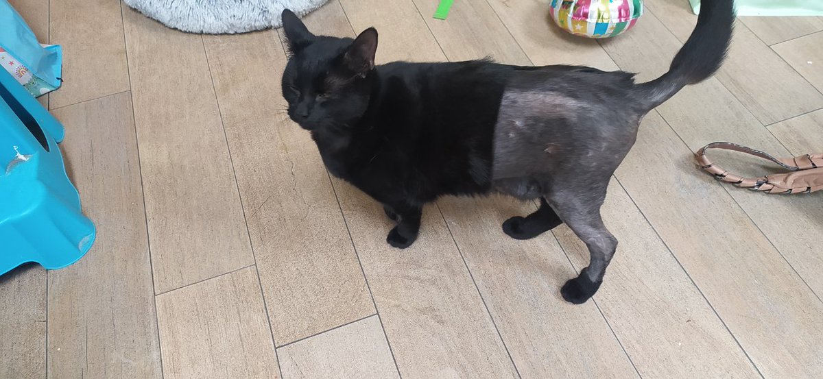 Suhana Ahmed tweet media