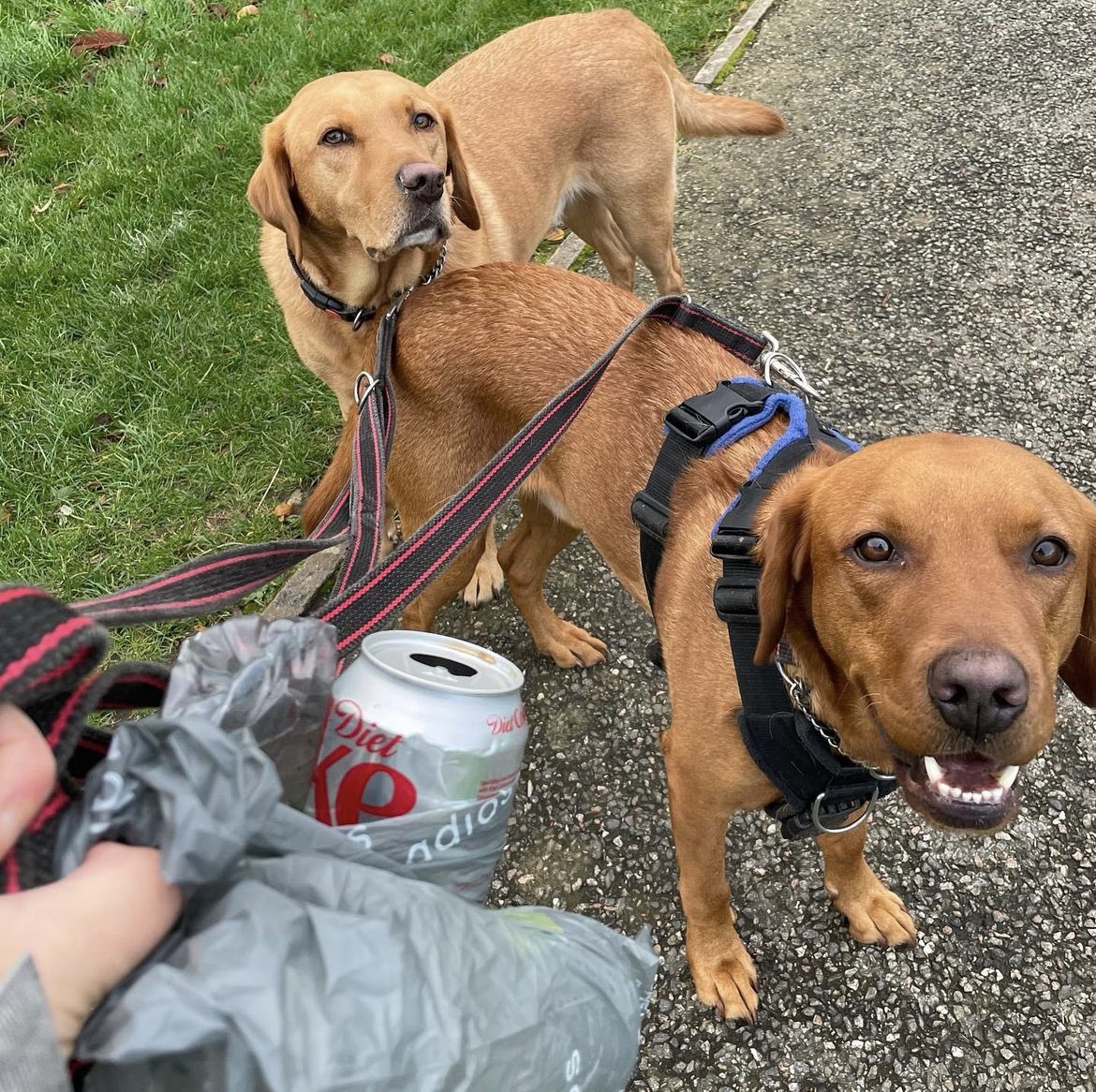 What difference can you make on walks this weekend? Join 26,000 #dog owners picking up a few bits of #litter on walks to protect animals, communities & the #environment -only takes a minute but has a huge impact The fab thing is how great it feels.Give it a try & see. #dogsofx