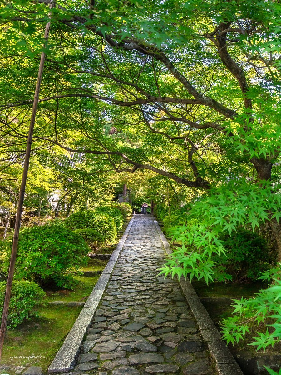 新緑が溢れる•*¨*•.¸¸ꕥ

Location:Kyoto,Japan
#新緑 #キリトリセカイ 
#photo_shorttrip 
#tokyocameraclub