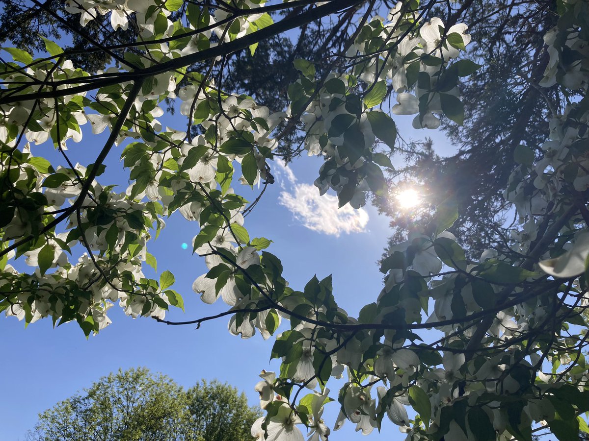 WheelAM6's tweet image. A reminder of blue skies on a cloudy day.  #nature #photography #bluesky #optimism