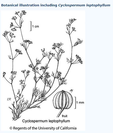 Obscure 'dwergschermbloem' blijkt na 'n grondige inspectie: Cyclospermum leptophyllum. Bij deze de introductie: ze is verwant aan Selderij (Apium), maar minuscuul rondzadig, reukloos, ragfijn blad. Soort stamt uit warm, gematigd Amerika, mondiaal uitbreidend .. en nu in Ned.