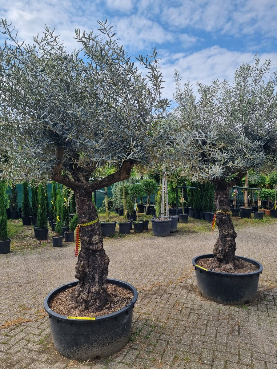 DeOlijfgaard's tweet photo. Prachtige oude olijfbomen, mooi vertakt. Normaal 695,- tot eind mei van 458,- tot 595,-. Bel of mail ons voor een bezichtiging op 06 215 88 019 of info@deolijfgaard.nl https://t.co/POiTpbohjL