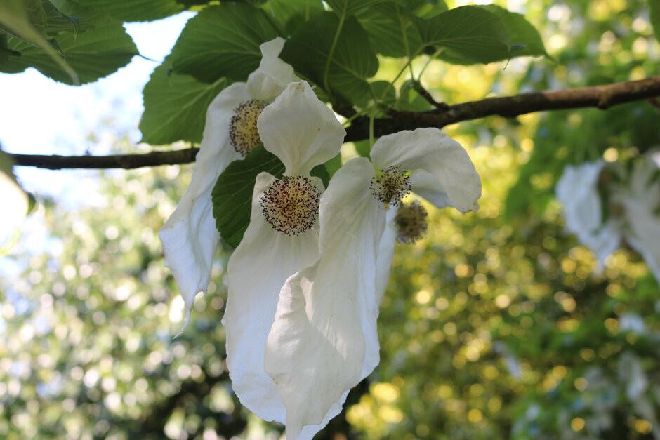 The stunning Davidia involucrata, also known as the 'Handkerchief Tree' is putting on a magnificent display. You can find it along the top path in the Arboretum. #RHSHarlowCarr #HarlowCarr #Arboretum #Davidia #SpringGardenDays #HandkerchiefTree